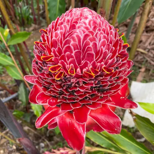 Red tropical flower blooming in layered petals