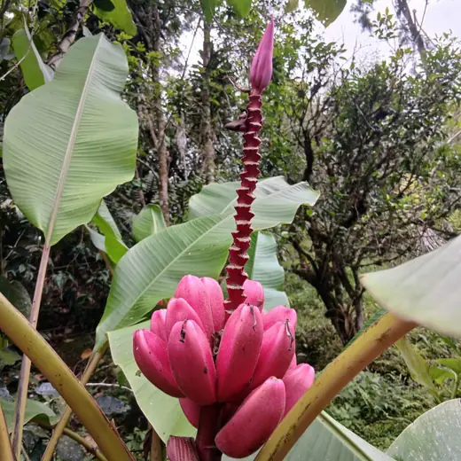 Pink banana flower rising through broad leaves