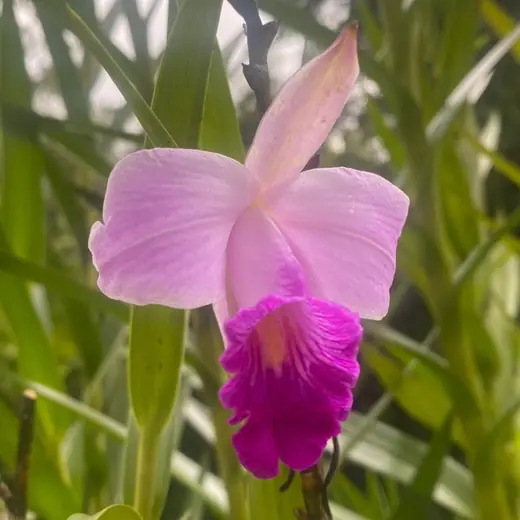 Pink orchid glowing in filtered sunlight