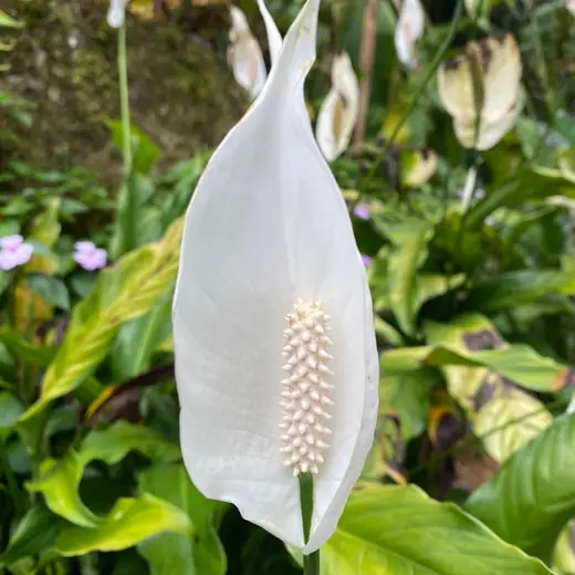 White peace lily surrounded by green leaves